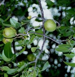 آلوی برزیلی